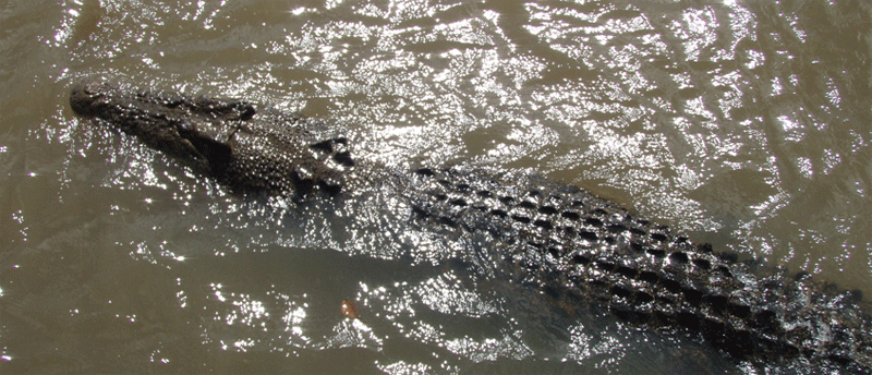 Wild life cruise on the Adelaide River see the Jumping Crocodiles