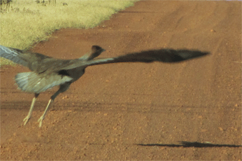 Animals and birds on the road while driving in the out | a bush turkey at where else but Turkey Creek WA    |  Photo: JR.Speld
