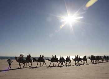 No trip to broome is complete without a camel short camel trek  | Credits AFox