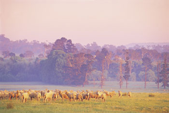 New South Wales sheepfarming at gostwyck | Credits BS01V-NSWTourism