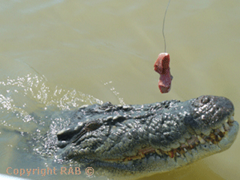 Adelaide River Cruises with Morgan Bowman on their  wildlife and jumping crocodile cruise  |  Credits RAB
