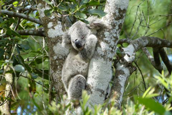 Australia New South Wales Port Macquarie koala hospital