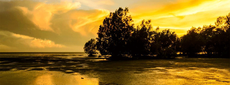 Darwin's Nightcliff mangroves at sunset around the bend from the swimming pool at Nightcliff | credits Matt Hutchinson