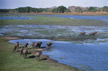 wetlands on way to Kakadu | Credits 1025NTTC